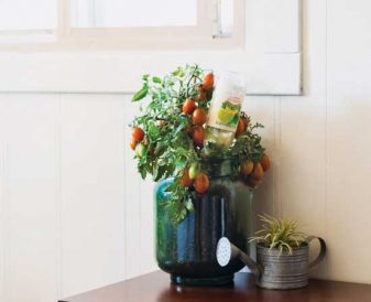 Grow Tomatoes Indoors Image